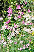 AQUILEGIA VULGARIS