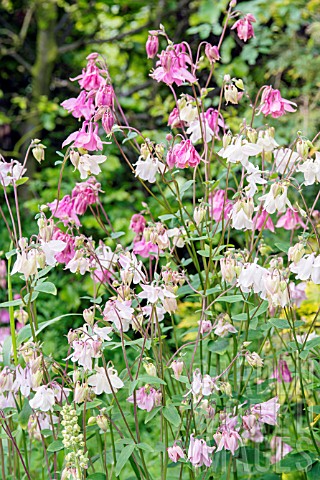 AQUILEGIA_VULGARIS