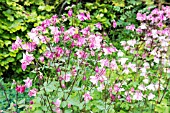 AQUILEGIA VULGARIS