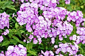 PHLOX PANICULATA EVENTIDE