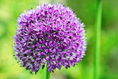 ALLIUM HOLLANDICUM PURPLE SENSATION