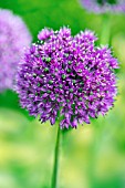 ALLIUM HOLLANDICUM PURPLE SENSATION