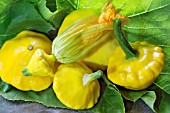 PATTYPAN SQUASH