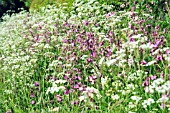 RED CAMPION AND COW PARSLEY