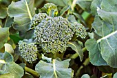 BROCCOLI GREEN CALABRESE