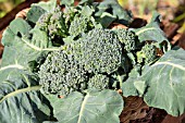 BROCCOLI GREEN CALABRESE