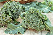 BROCCOLI GREEN CALABRESE