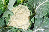 CAULIFLOWER ALL YEAR ROUND