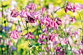 AQUILEGIA VULGARIS