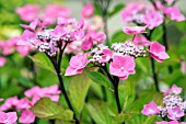 HYDRANGEA MACROPHYLLA  BLACK STEEL