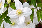 CLEMATIS MONTANA MISS CHRISTINE