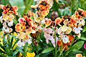 ERYSIMUM CHEIRI TREASURE SERIES