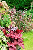 HEUCHERA FIRE CHIEF