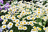 LEUCANTHEMUM VULGARE