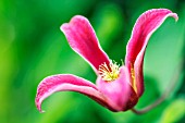 CLEMATIS TEXENSIS PRINCESS DIANA