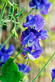 LATHYRUS ODORATUS BLUE VELVET