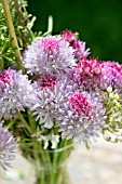 VASE OF CHIVE FLOWERS