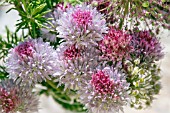 VASE OF CHIVE FLOWERS