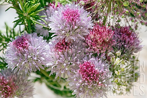 VASE_OF_CHIVE_FLOWERS
