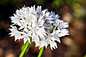 ALLIUM AMPLECTANS GRACEFUL BEAUTY