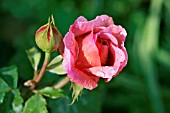 ROSA PRINCESS ALEXANDRA OF KENT