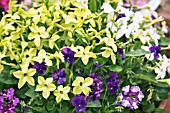 NICOTIANA LIME GREEN PLANTED WITH VIOLA MARTIN AND VERBENA ROYAL PURPLE AND TWISTER BLUE