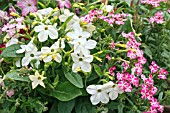 NICOTIANA PLANTED WITH VERBENA VOODOO STAR