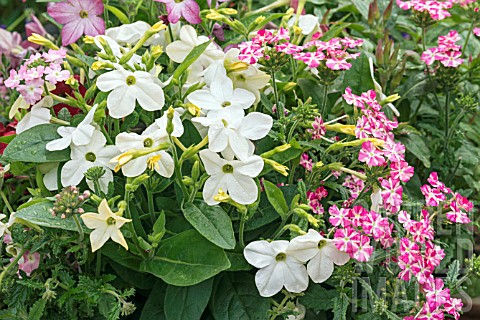 NICOTIANA_PLANTED_WITH_VERBENA_VOODOO_STAR