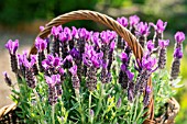 LAVANDULA STOECHAS ANOUK