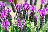 LAVANDULA STOECHAS ANOUK