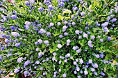 CEANOTHUS SOUTHMEAD