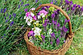 BASSKET OF LAVANDULA STOECHAS ANOUK WITH DIANTHUS BARBATUS