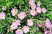 CISTUS SILVER PINK