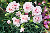 DIANTHUS PLUMARIUS CRANMERE POOL