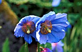 MECONOPSIS X SHELDONII,  FLOWERS