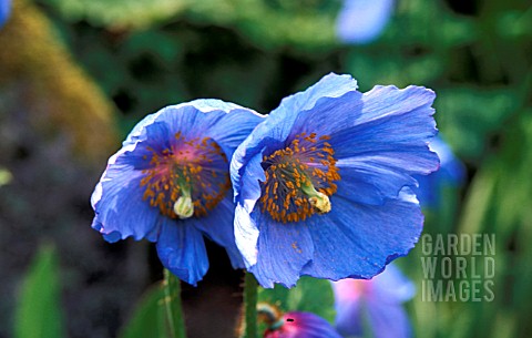 _MECONOPSIS_X_SHELDONII__FLOWERS