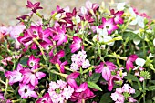 NICOTIANA DOMINO SERIES PLANTED WITH VERBENA HYBRIDA