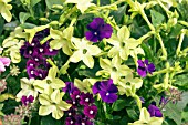 NICOTIANA LIME GREEN PLANTED WITH VERBENA ROYAL PURPLE AND VIOLA MARTIN