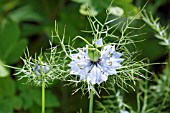 NIGELLA DAMASCENA PERSIAN JEWEL