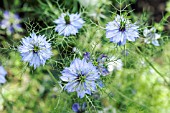 NIGELLA DAMASCENA PERSIAN JEWEL