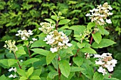HYDRANGEA PANICULATA WIMS RED