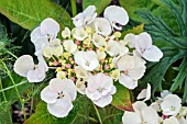 HYDRANGEA MACROPHYLLA LIBELLE