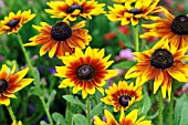 RUDBECKIA HIRTA RUSTIC DWARFS