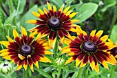 RUDBECKIA HIRTA RUSTIC DWARFS