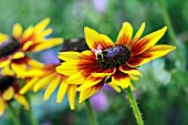 BEE ON RUDBECKIA HIRTA