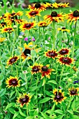 RUDBECKIA HIRTA RUSTIC DWARFS