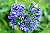 AGAPANTHUS BLUE GIANT