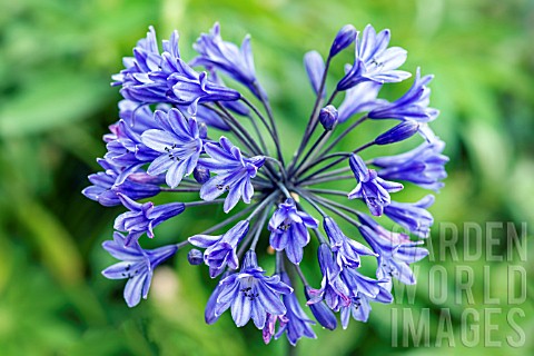 AGAPANTHUS_BLUE_GIANT