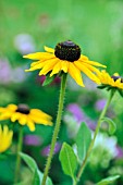 RUDBECKIA HIRTA RUSTIC DWARFS