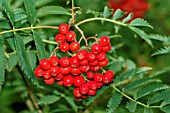 BERRIES ON SORBUS ASPLENIFOLIA